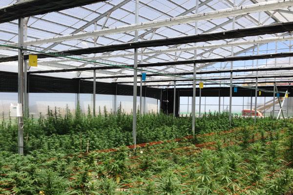 Cannabis greenhouses