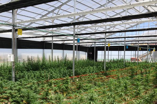 Cannabis Greenhouses