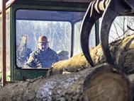 Forestry-Home-Page-Segments