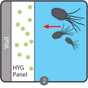 HYG_Sketch_Stage_2-300x298