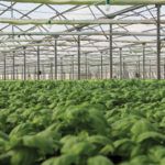 Greenhouse Daylight Optimization