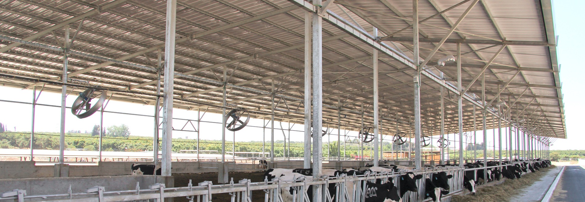 corrugated pvc panel PalRuf being used in cow pen