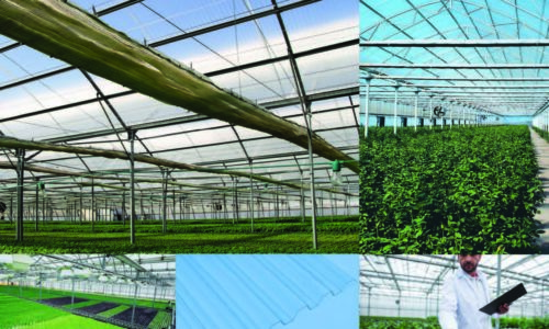 Choosing the Right Greenhouse Covering to Maximize DLI