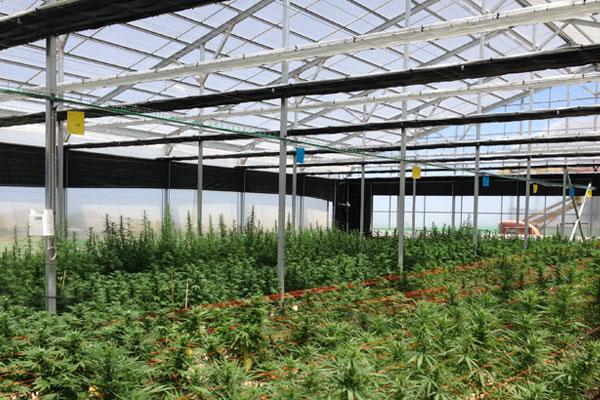 Light Deprivation Solution for Cannabis Cultivation
