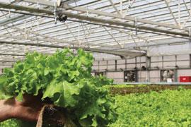 Commercial Greenhouse Coverings