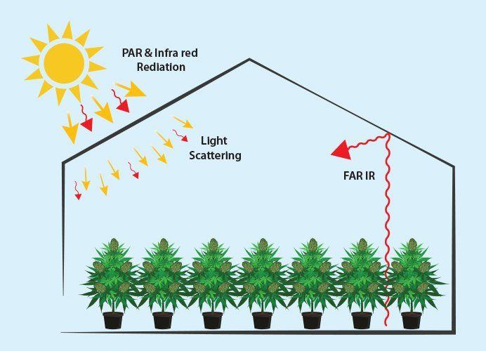 Optimizing the growing conditions for cannabis