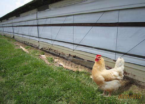 IMPROVE POULTRY PRODUCTION BY REPLACING RUSTED METAL PANELS